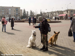 Жителей Волгоградской области будут наказывать за плохое содержание домашних животных