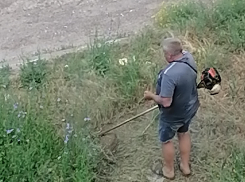 В Камышине начался «сенокос»