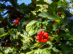 В Камышине ночью 26 сентября столбики термометров опустились до 5 градусов тепла, днем будет +13