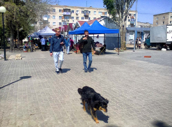 В Волгограде уже собираются строить приют для бродячих собак, а в Камышине они так и будут пугать людей? - камышанка