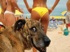 Жителям Камышина запрещается приводить на пляж собак и других животных