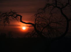 Шок: половину туловища женщины обнаружили на улице Хвалынской в Камышине