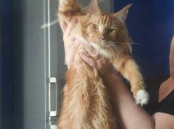 В Камышине объявили вознаграждение за пропавшего огромного рыжего мейн-куна