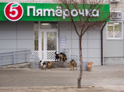 Муниципалитеты обяжут ежеквартально рапортовать, сколько их жителей покусали  собаки, и насколько эффективны меры властей по защите граждан от бродячих животных