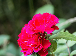 В Камышине 13 июня прогнозируются дождь и комфортные +25, но назавтра - уже 30-градусная жара