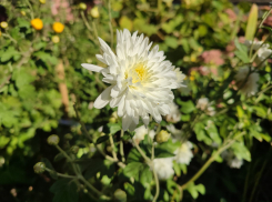 Солнечное и по-летнему теплое воскресенье 29 сентября дарит природа камышанам