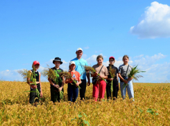 Как помогает здоровью полей «детская шеренга» в ОПХ «Камышинское»