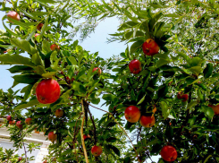 Солнечно и по-летнему тепло: погода в Камышине 7 сентября