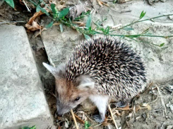 Камышане порадовались, что крутой внедорожник пропустил на дороге маленького ежика 