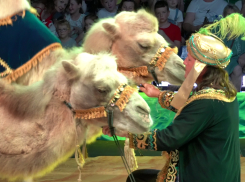 В Камышин завезут летающих медведей (ВИДЕО)