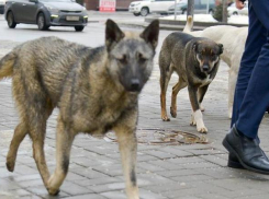 Зараженная бешенством собака покусала детей в Волгоградской области