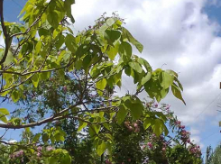 За минувшие сутки скончались от коронавируса двое жителей Михайловки