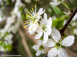 В Камышине сегодня, 24 апреля, синоптики обещают +19 и солнце вперемешку с облаками, а завтра весь день дождь