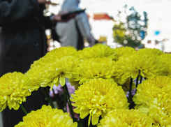 В Камышине садоводы и продавцы цветов устроили свой «бал хризантем» на улице Пролетарской 