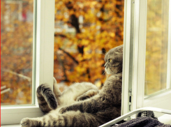 Пасмурным и дождливым будет этот праздничный понедельник  в Камышине