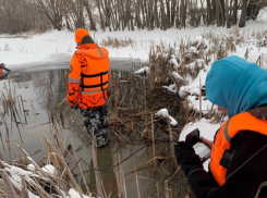 Водолазы еще раз спустились на дно пруда, 5 камышинских овчарок честно «отработали» смену - пропавшей в Камышинском районе школьницы спустя неделю нет