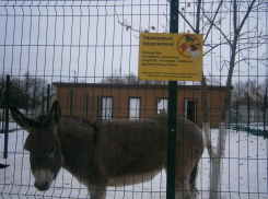 Ослик в городском парке Камышина чем-то болен? - камышанка