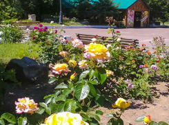 Камышин продолжает оставаться под властью августовской жары