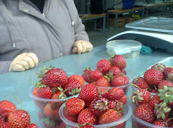 Камышане снимают второй урожай клубники