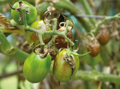 Внимание! К помидорам уже подкралась фитофтора 