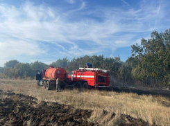 В Котовском районе степной пожар едва остановили у леса