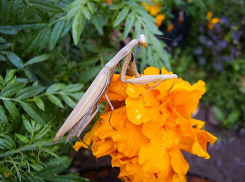 Камышан ждет солнечная  теплая пятница - в выходные похолодает и пройдут короткие дожди