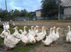 Какие села Камышинского района временно останутся без газа