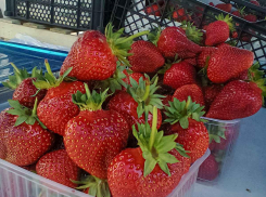 В Камышине элитная клубника подешевела до 250 рублей за килограмм