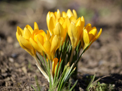 Вторник в Камышине будет таким теплым и солнечным, что раскроются первые крокусы