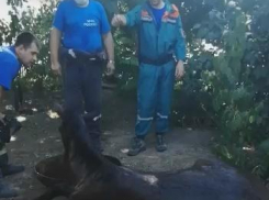 Пожарные вытащили из колодца 250-килограммового жеребенка, отделавшегося испугом