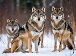 В Камышинском районе отстрелят волков и шакалов, которые уже разгуливают по селам
