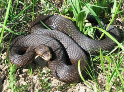 Огромная неизвестная змея напугала городских дачников под Липовкой в Камышинском районе