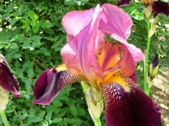 «Московская погода» установится в воскресенье 18 мая в Камышине