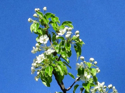 +24 и солнце: погода в Камышине 19 апреля