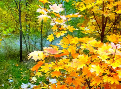 Синоптики обещают камышанам 14 октября небольшой дождь