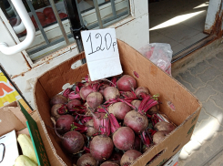В Волгоградской области дорожает морковь, а в Камышине «пошла на рекорд» свекла