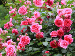 Камышин накрыла экстремальная жара