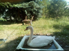 Администрация Камышина клянется переселить несчастных лебедей из поддонов с горячей водой в озеро - правда, неизвестно когда