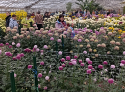 Рекордные 43 тысячи посетителей принял волгоградский региональный ботанический сад в 2025 году