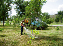В Камышине бочками-водовозками спасают от засухи деревья в парке «Топольки», где в августе должен развернуться очередной Арбузный фестиваль