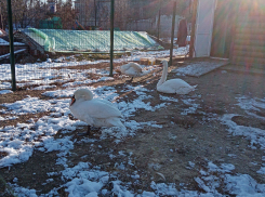 В Камышине наступила «пробная» весна с ясными днями и «плюсом»