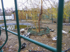 Птичье поголовье нахохлилось в мини-зоосаде Камышина