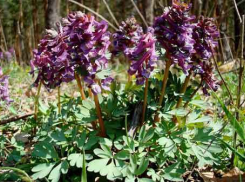 Синоптики объявили на 30 марта в Камышине мороз, а через неделю +15