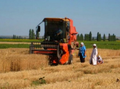 На опытное пшеничное поле в Камышинском районе вышел суперкомбайн
