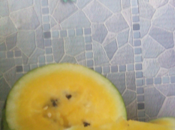 Камышане прельстились желтыми арбузами