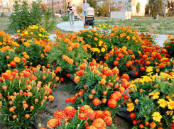 Аномальная жара вернется в Волгоградскую область