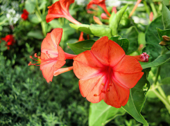 Солнце в брызгах дождя: погода в Камышине 12 августа