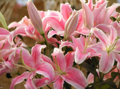 Солнце приготовило камышанам палящую неделю - в преддверии дождей