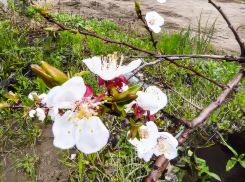 В Камышине 1 мая горожан пригласят сразу 2 парка, салюта не будет