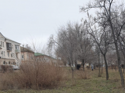 «Нору дикого зверя» обнаружили горожане неподалеку от администрации Камышина